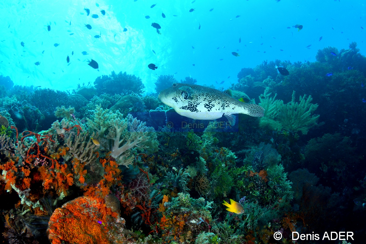 Arothron mappa ambiance-Wakatobi Sawa Cornucopia-7m-20180528-Denis-ADER-DSC_1497_tn.jpg